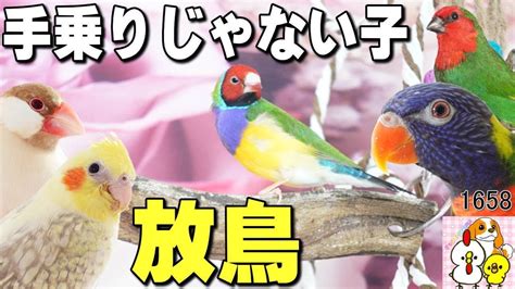 放鳥意思|放鳥(ホウチョウ)とは？ 意味や使い方